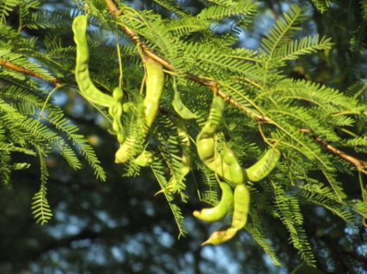 Mesquite beans