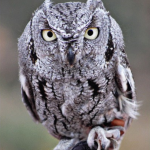 Photo Credit:  Angella Parker Arizona-Sonora Desert Museum Digital Library 