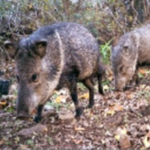 Javelina