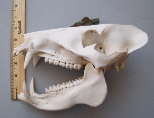 Javelina skull1