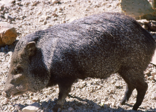 Javelina
