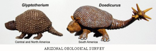 glyptodont1