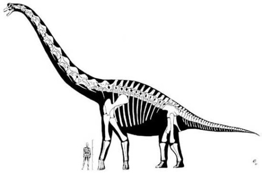 sonorasaurus