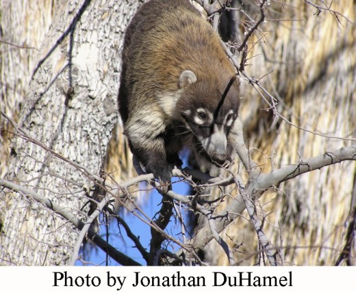Coati 1