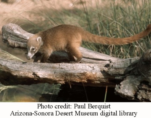 Coati 3