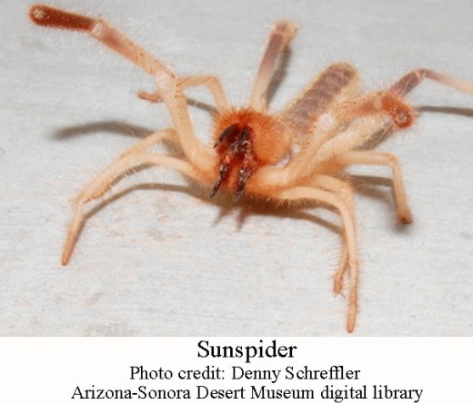 Sunspider