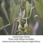 jojoba-female-flower