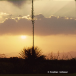 4x4Sotol-yucca-sunset