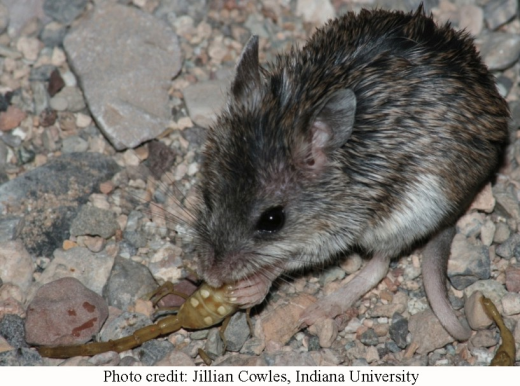 Grasshopper mouse 1
