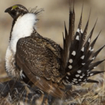 endangered-species-prarie-chicken