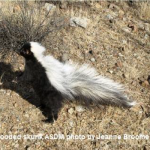 Hooded-Skunk