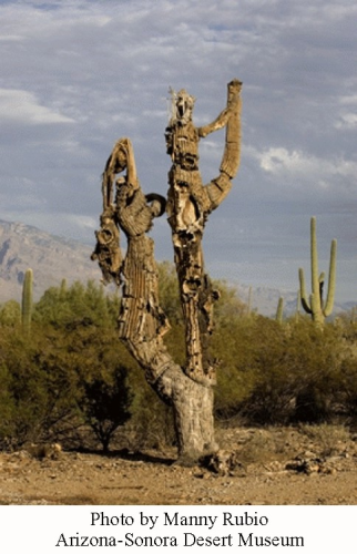 Saguaro dying