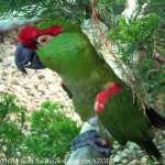 Thick-billed-parrot