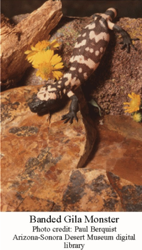 Banded-Gila-Monster