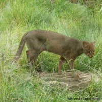 Jaguarundi