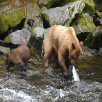 bears-eating-salmon