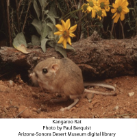kangaroo-rat