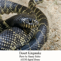 Kingsnake-1