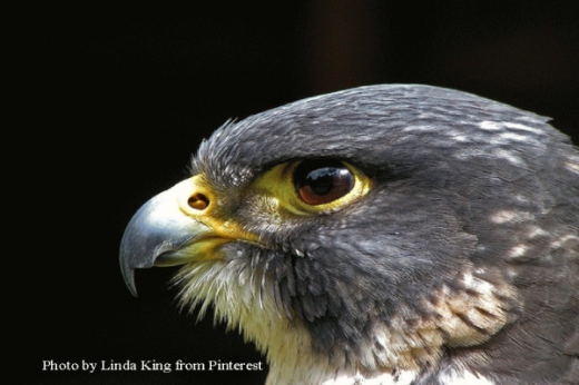 Peregrine-face