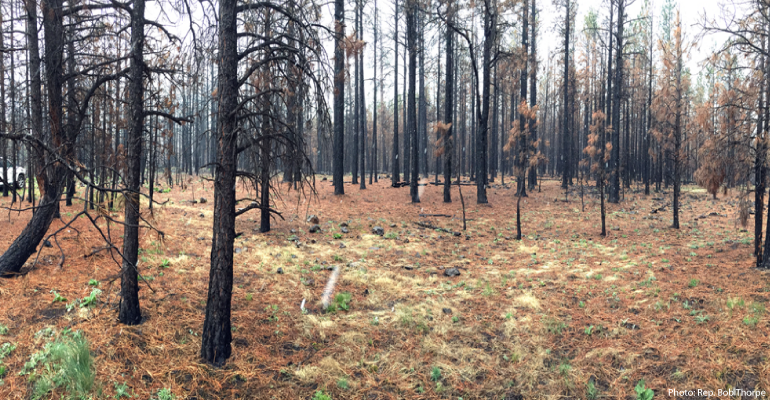 According to USFS officials, due to the Center for Biological Diversity lawsuit, there are now 7,000 acres of dead, burned trees from the 2014 San Juan fire. Photo by: Rep. Bob Thorpe
