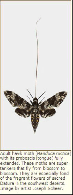 HawkMoth1