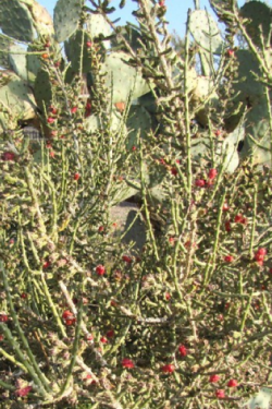 The specimen shown in the photo is growing wild in my yard among some prickly pear cacti.