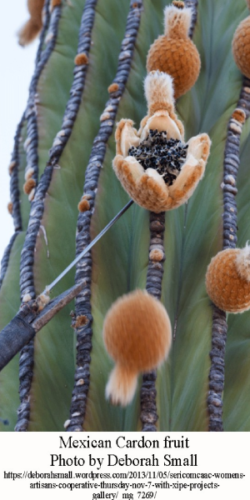 Cardon-fruit-2