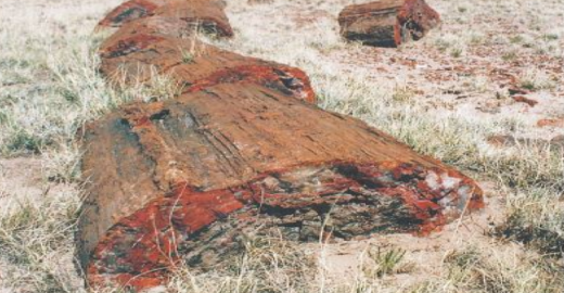Figure 32 Segmented petrified tree trunk, Long Logs Trail.