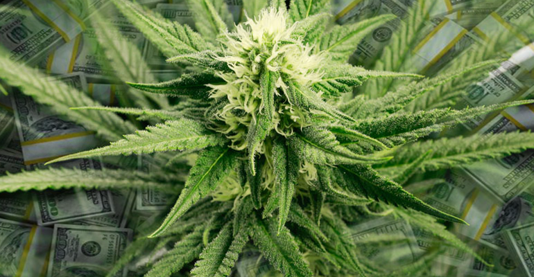 marijuana bud