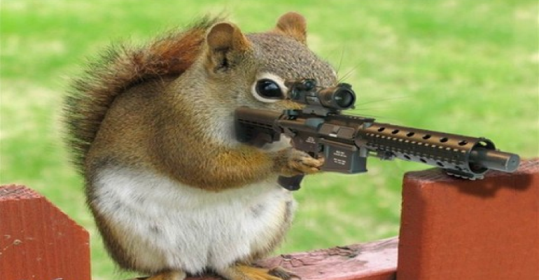 squirrel with gun