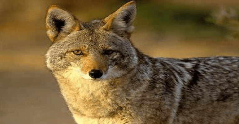 coyote