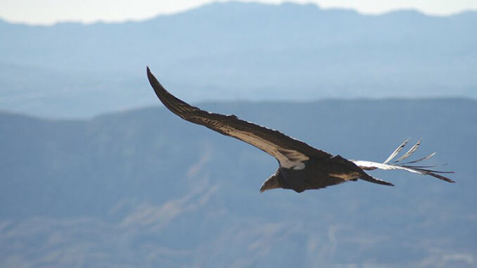 condor