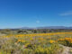 superbloom