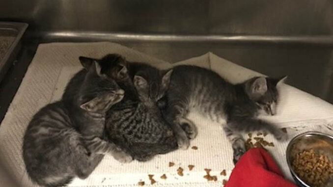 kittens exposed to rabies