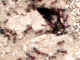 ants