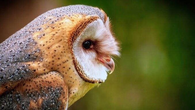 barn owl