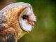 barn owl