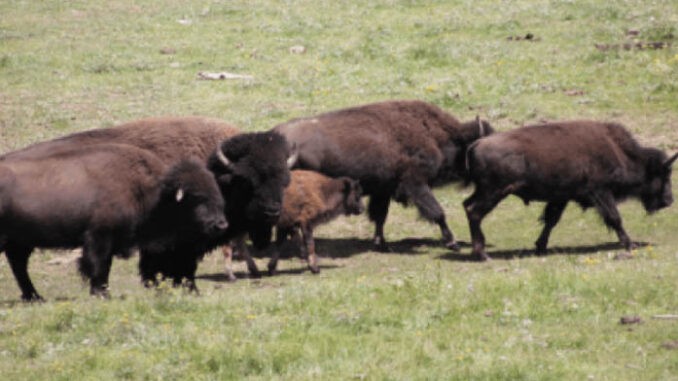 bison