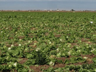 lettuce fields