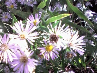 Panicled Aster
