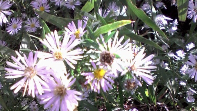 Panicled Aster
