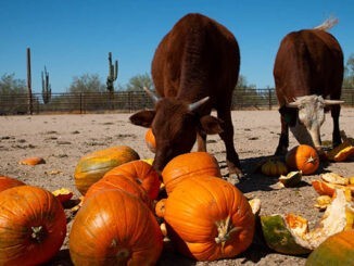 cows eating pumpkins