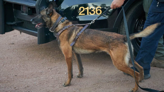 el mirage k9 koki killed