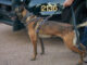 el mirage k9 koki killed