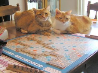 cat scrabble