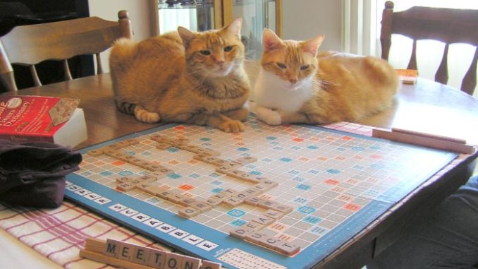 cat scrabble
