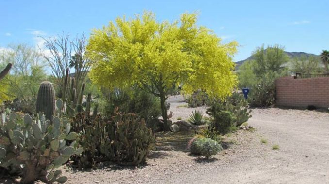 Blue Palo Verde