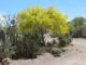 Blue Palo Verde